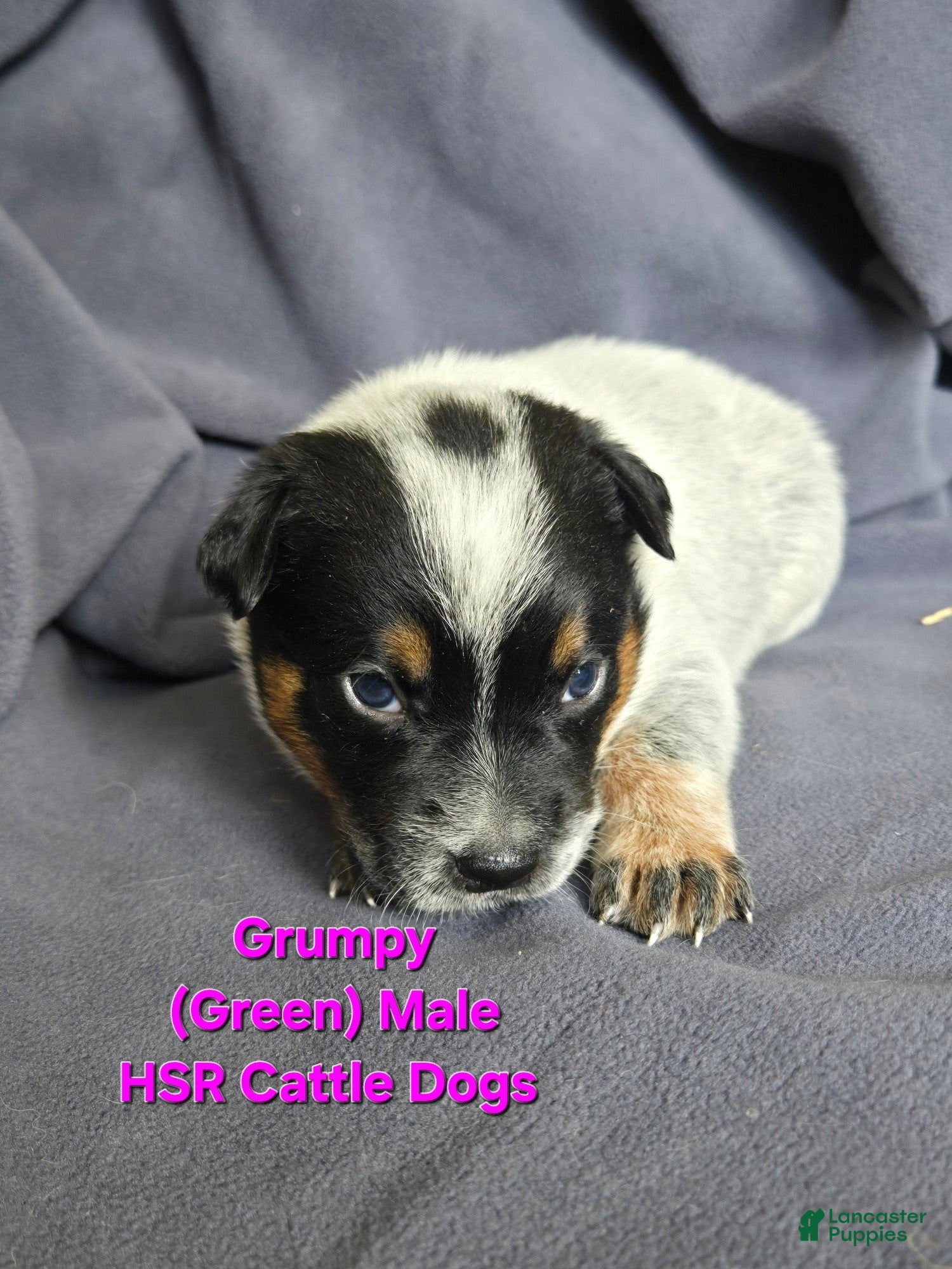 Australian Cattle Dog dogs Grumpy - Ad 1