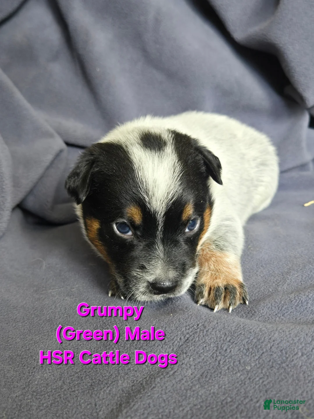 Australian Cattle Dog dogs for sale: Grumpy - Ad 1