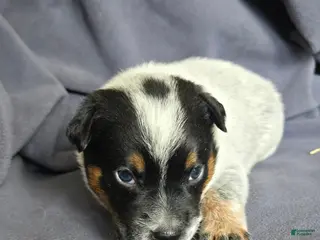 Australian Cattle Dog dogs for sale: Grumpy - Ad 2