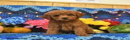 Mini Goldendoodle dogs for sale: Curly Que - Ad 5