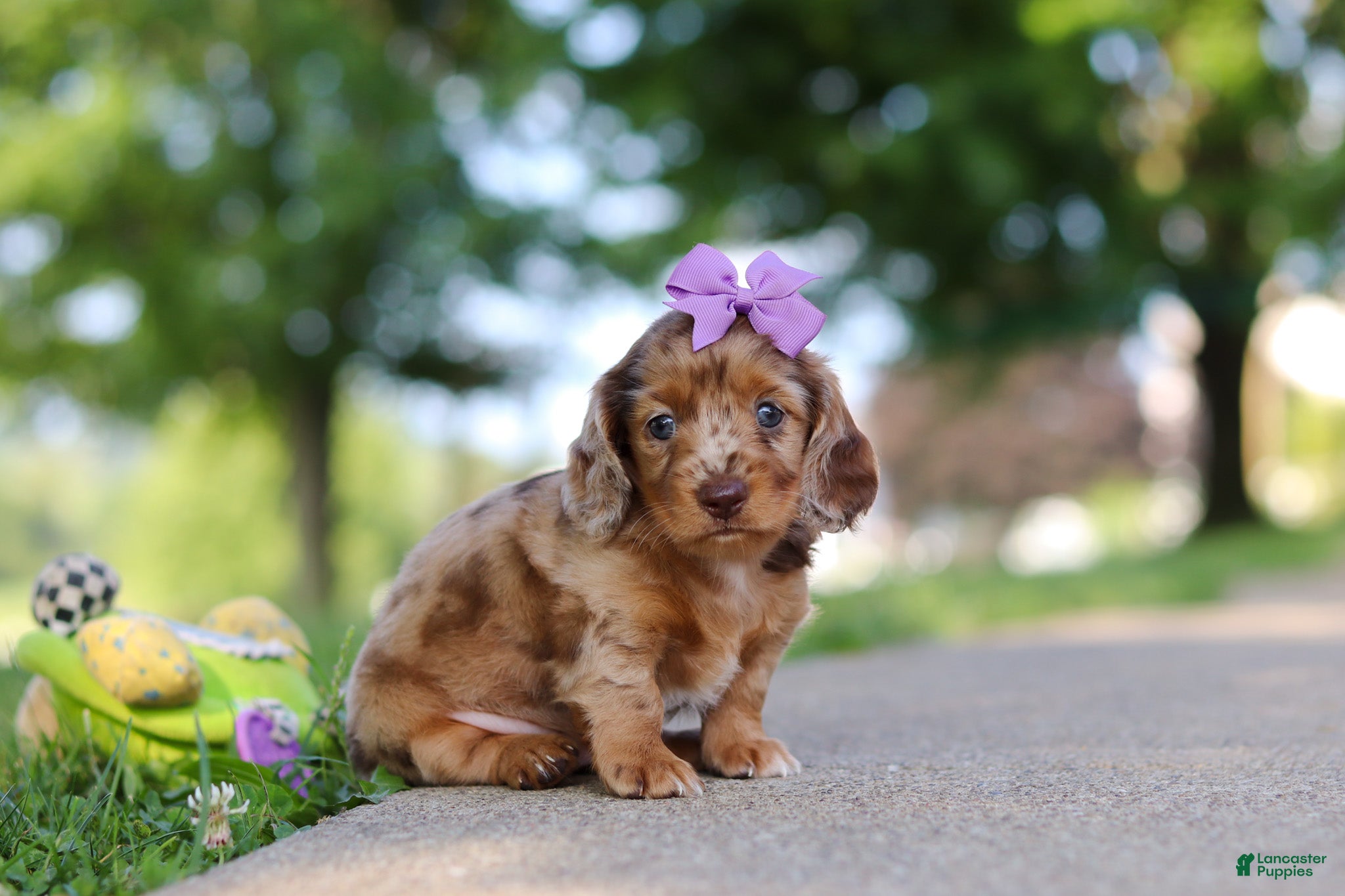 Miniature Dachshund dogs Clementine - Ad 2