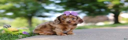 Miniature Dachshund dogs for sale: Clementine - Ad 2
