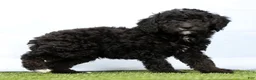Miniature Poodle dogs for sale: Nero - Ad 2