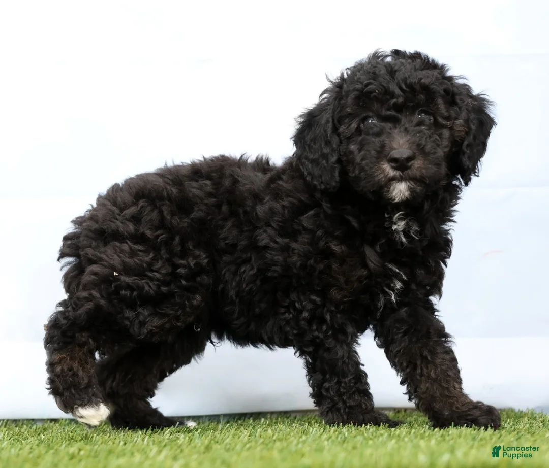 Miniature Poodle dogs for sale: Nero - Ad 2