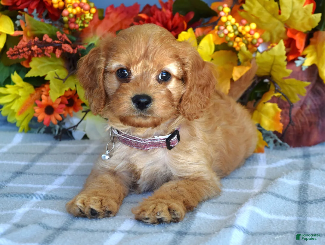 Cavapoo dogs for sale: Harper - Ad 9