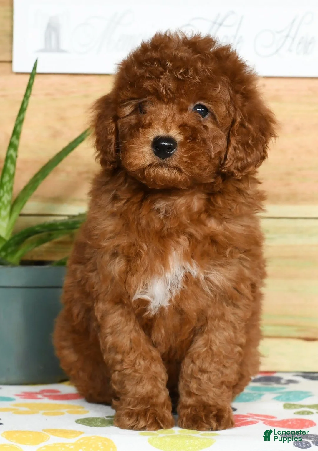 Gallery Image {{count}}