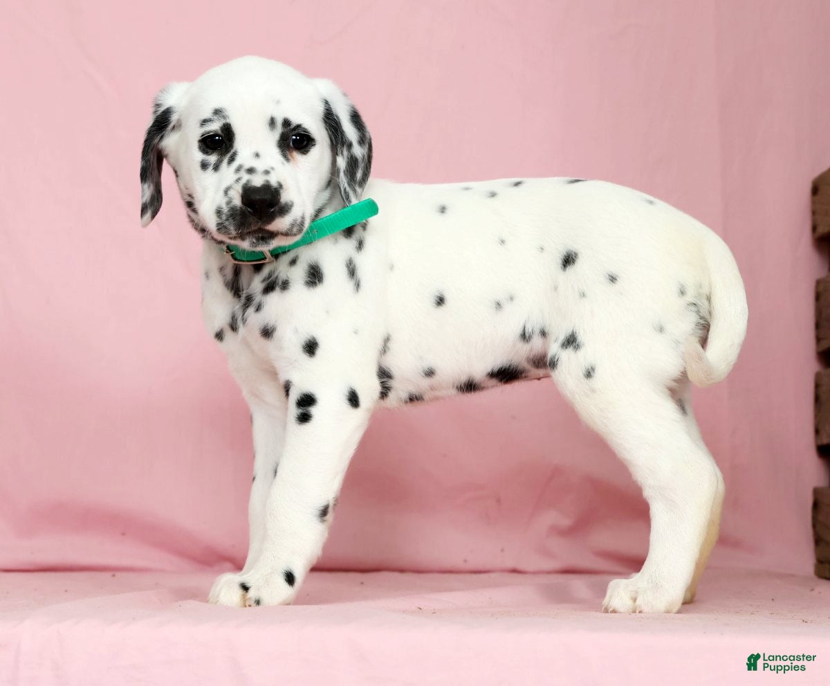 Dalmatian dogs Betsy - Ad 1
