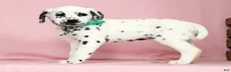 Dalmatian dogs for sale: Betsy - Ad 1