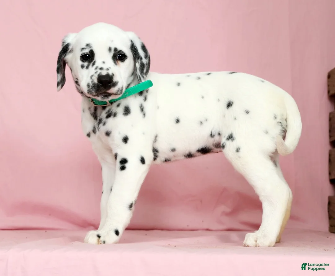 Dalmatian dogs for sale: Betsy - Ad 1
