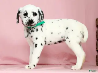 Dalmatian dogs for sale: Betsy - Ad 3