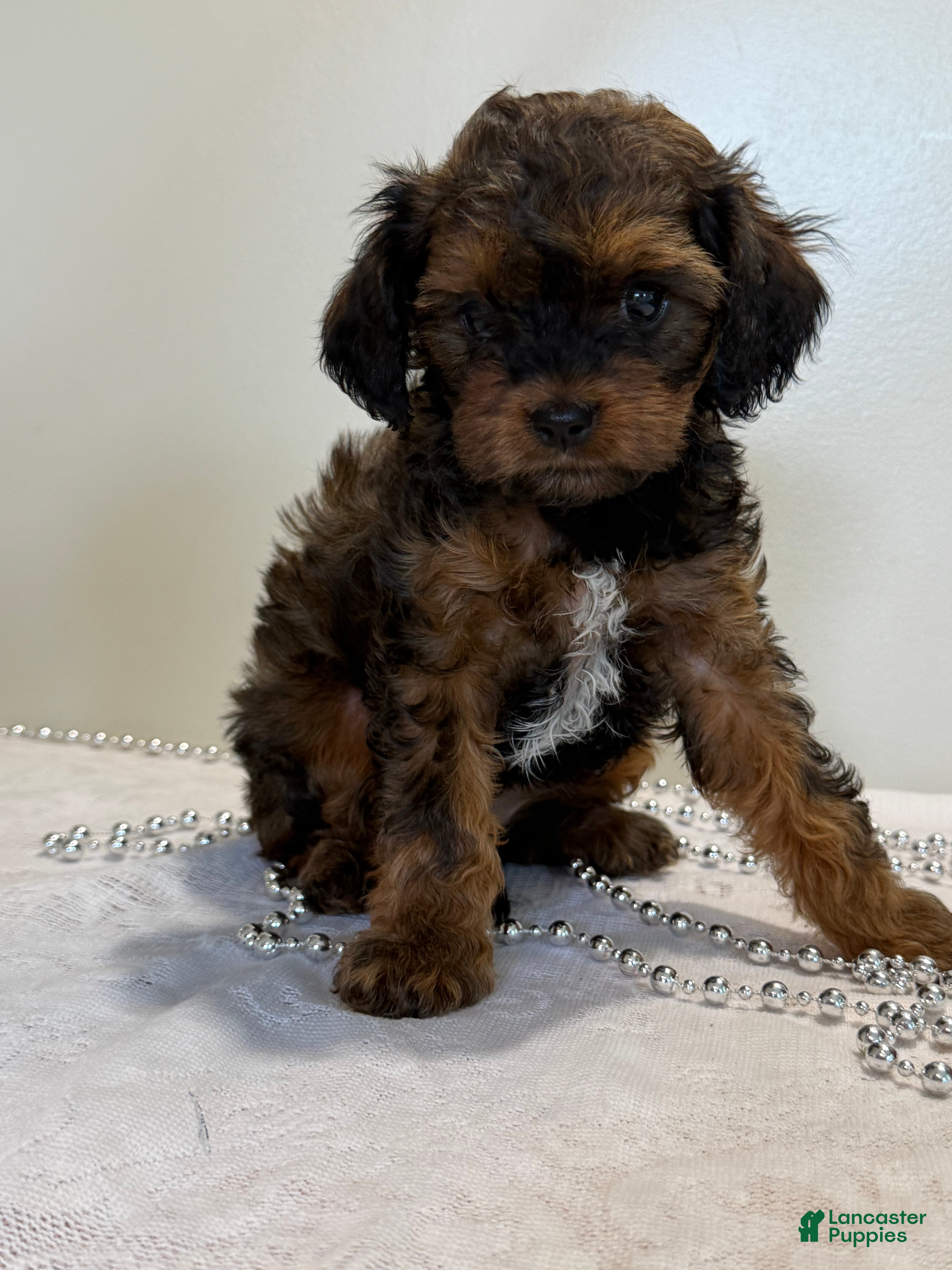 Cavapoo dogs Mocha Cavapoo  - Ad 2