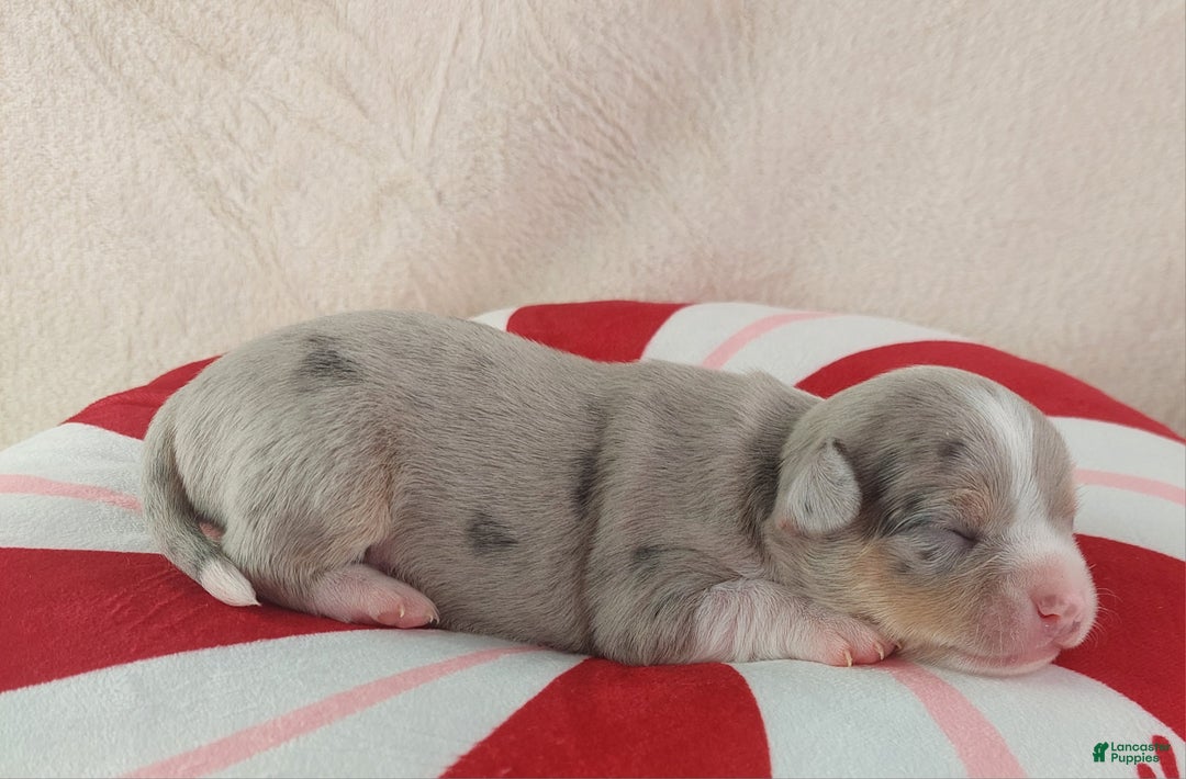 Chihuahua dogs for sale: Pixel - Ad 6