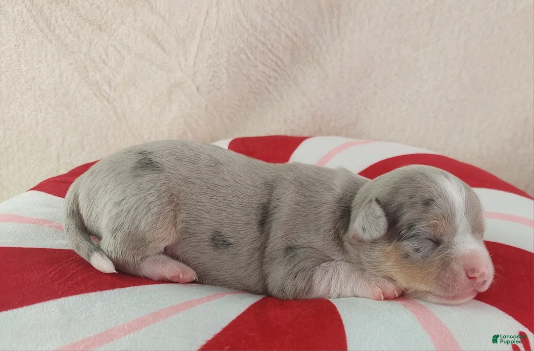 Chihuahua dogs for sale: Pixel - Ad 6