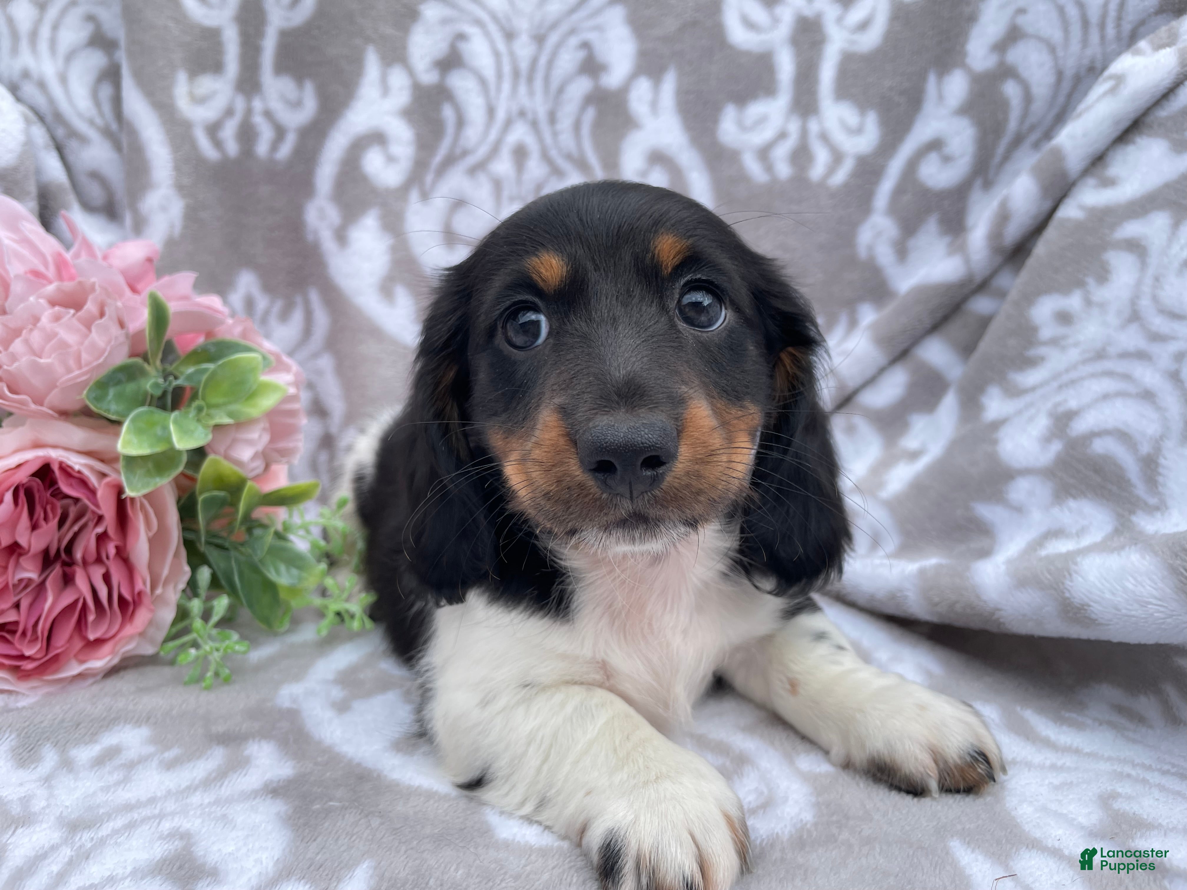 Miniature Dachshund dogs Hunter - Ad 2