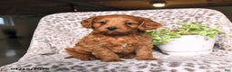 Cavapoo dogs for sale: George - Ad 3