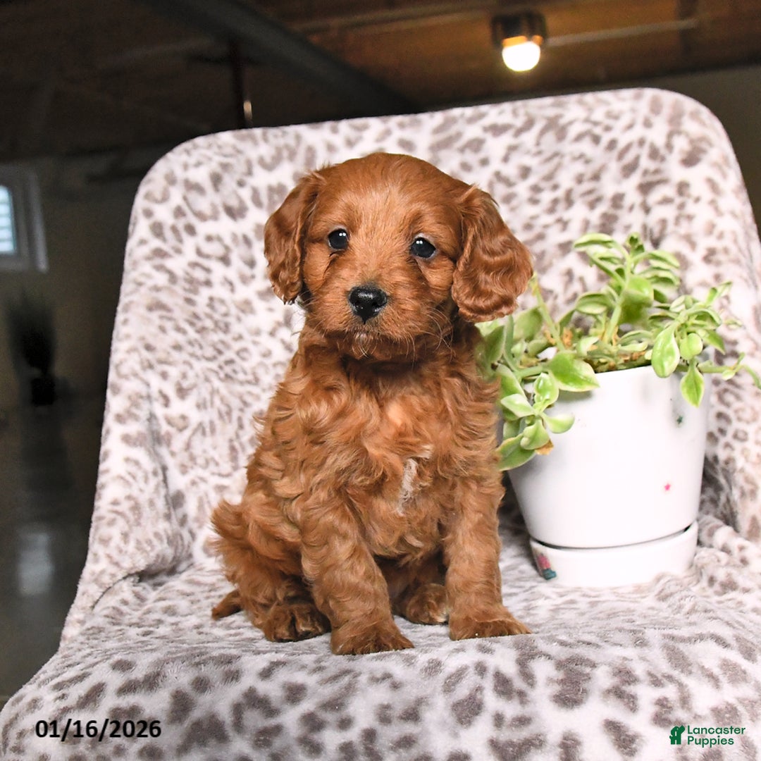 Cavapoo dogs for sale: George - Ad 3