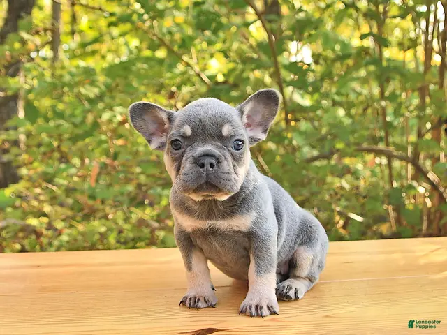 French Bulldog dogs for sale: Allie - Ad 1