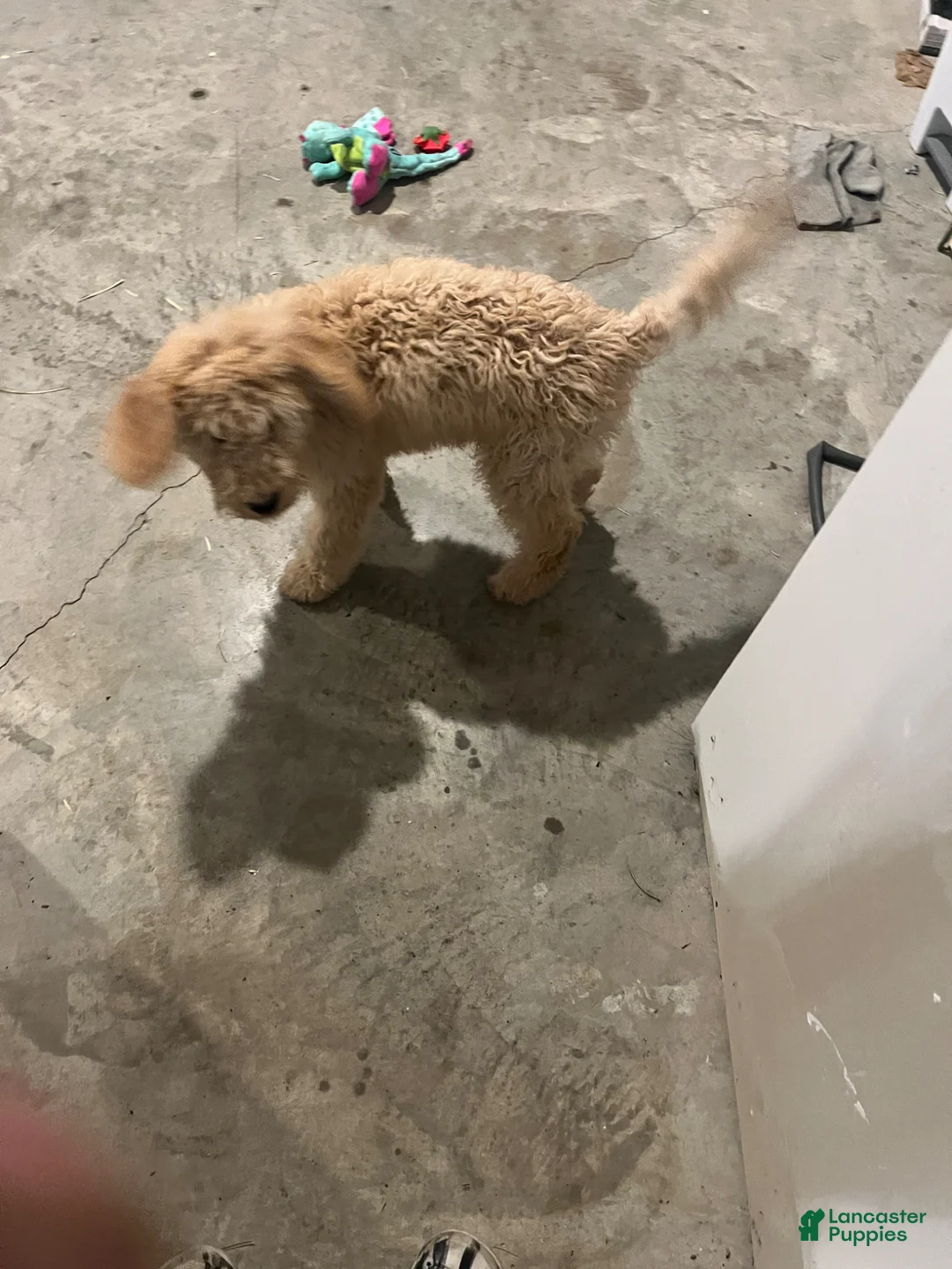 Goldendoodle dogs for sale: Goldendoodle Puppy 1 - Ad 4