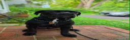 Cane Corso dogs for sale: Cane Corso 1 - Ad 4