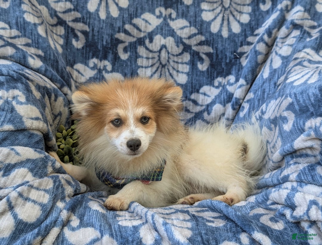 Pomeranian dogs for sale: Keno Genetic Testing - Ad 3
