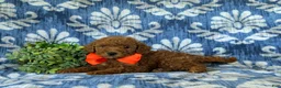 Mini Goldendoodle dogs for sale: Russell 10 lbs full grown - Ad 4