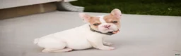 French Bulldog dogs for sale: Romeo - Ad 5