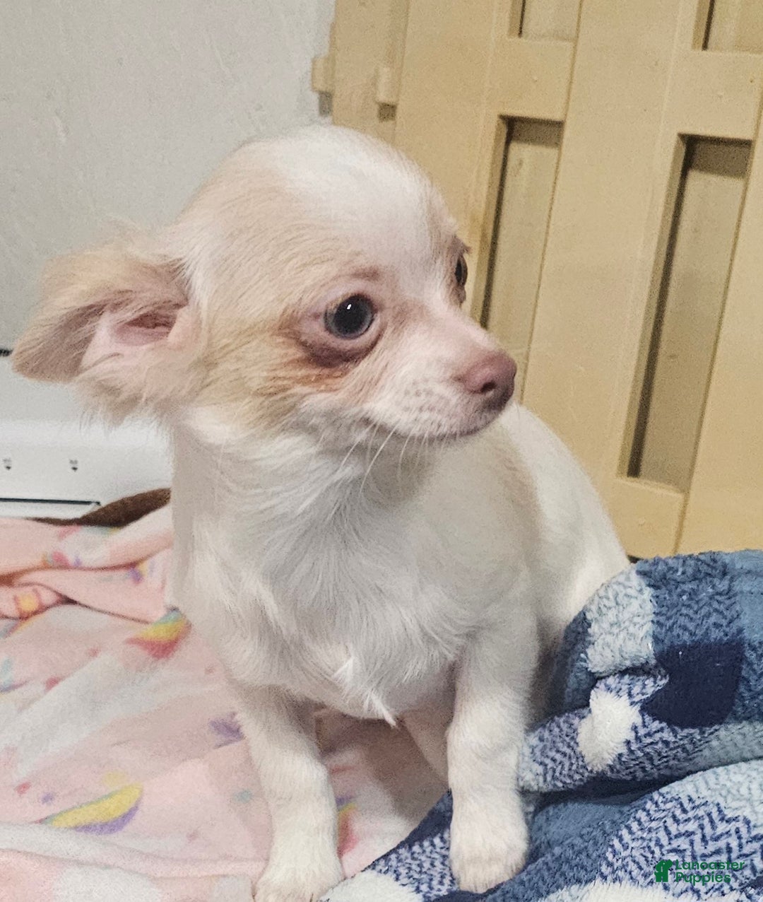 Chihuahua dogs for sale: Prissy - Ad 2