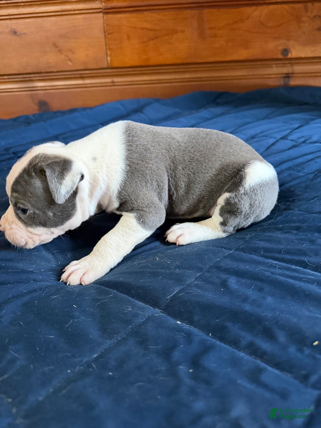 American Bulldog dogs for sale: Groot - Ad 6