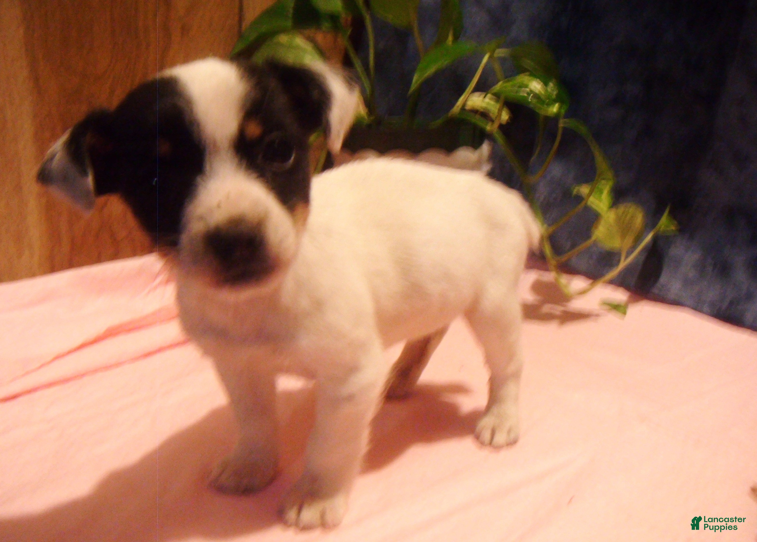 Jack Russell Terrier dogs Button - Ad 35