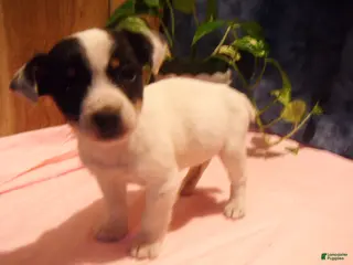 Jack Russell Terrier dogs Button - Ad 42
