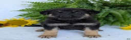 German Shepherd dogs for sale: Sky  - Ad 4