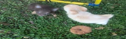 Chihuahua dogs for sale: Tiny Tcup Ruby LC - Ad 4