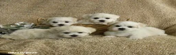 Maltese dogs for sale: Racer - Ad 6