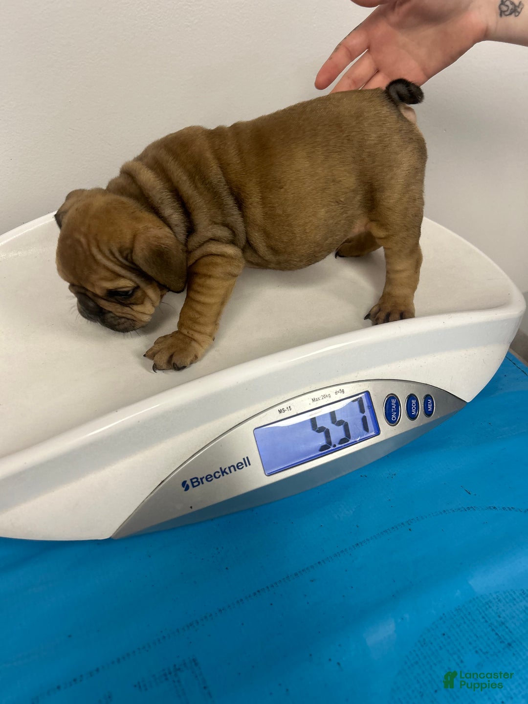 English Bulldog dogs for sale: Foxy - Ad 5