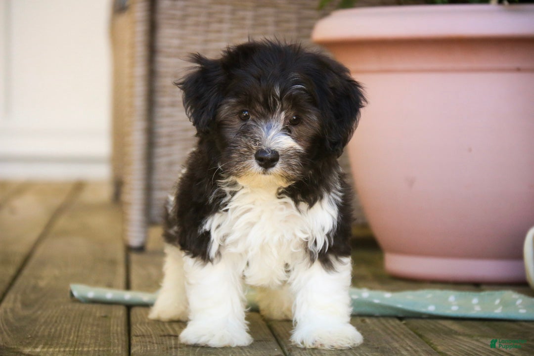 Havanese