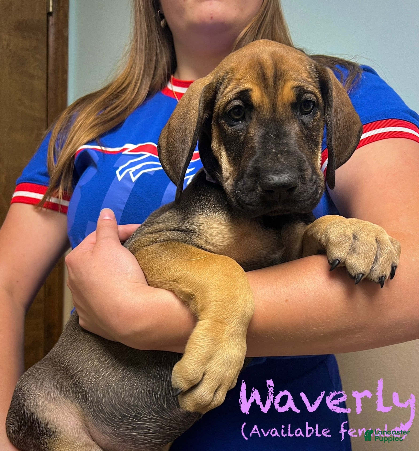 Great Dane dogs Waverly - Ad 26