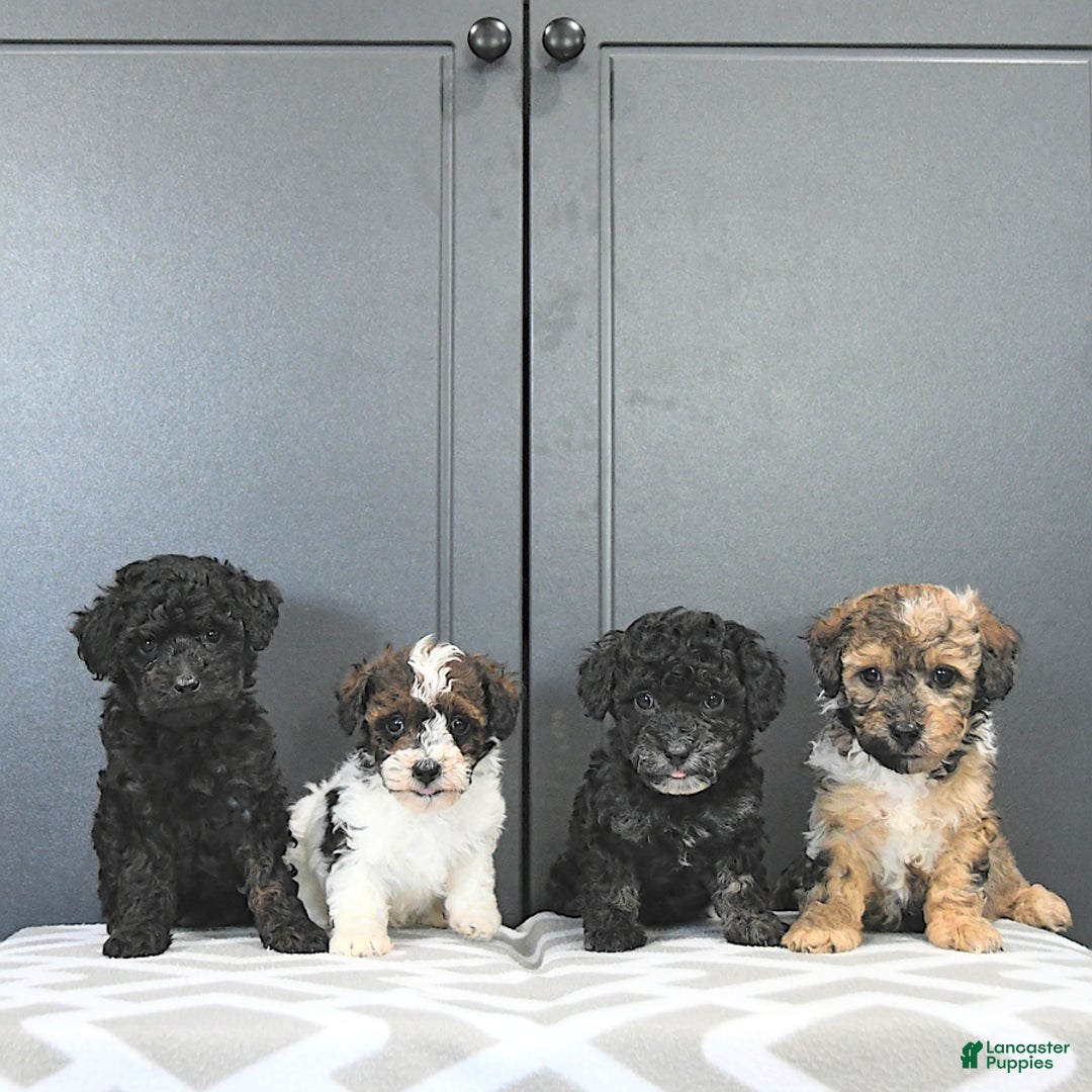 Miniature Poodle dogs for sale: Tucker Extra Small - Ad 8