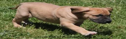 Mixed Breed dogs for sale: Bubba - Ad 5