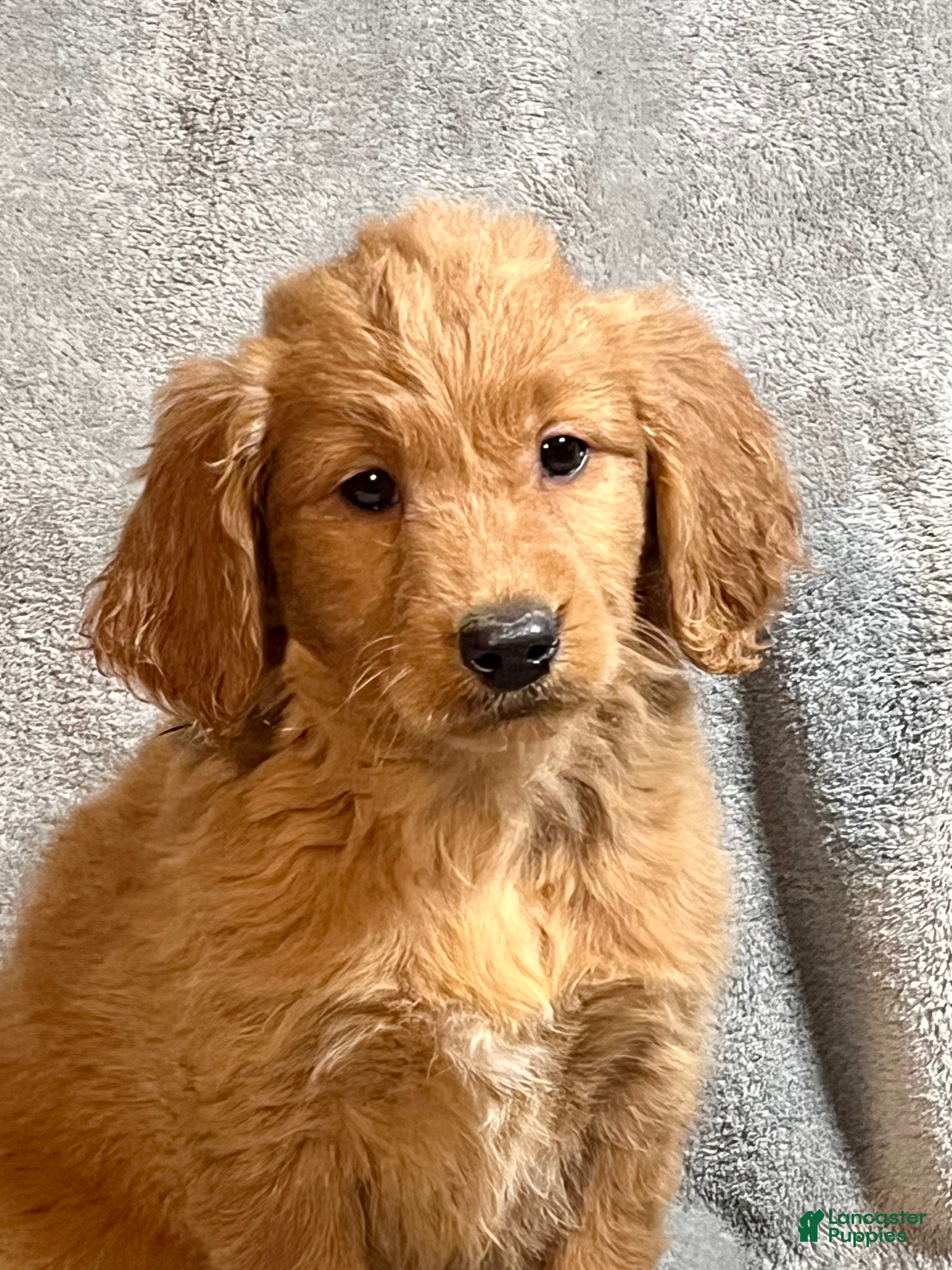 Goldendoodle dogs Luna - Ad 1