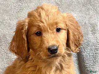 Goldendoodle dogs for sale: Luna - Ad 1