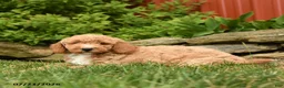 Mini Goldendoodle dogs for sale: Quincy  - Ad 3