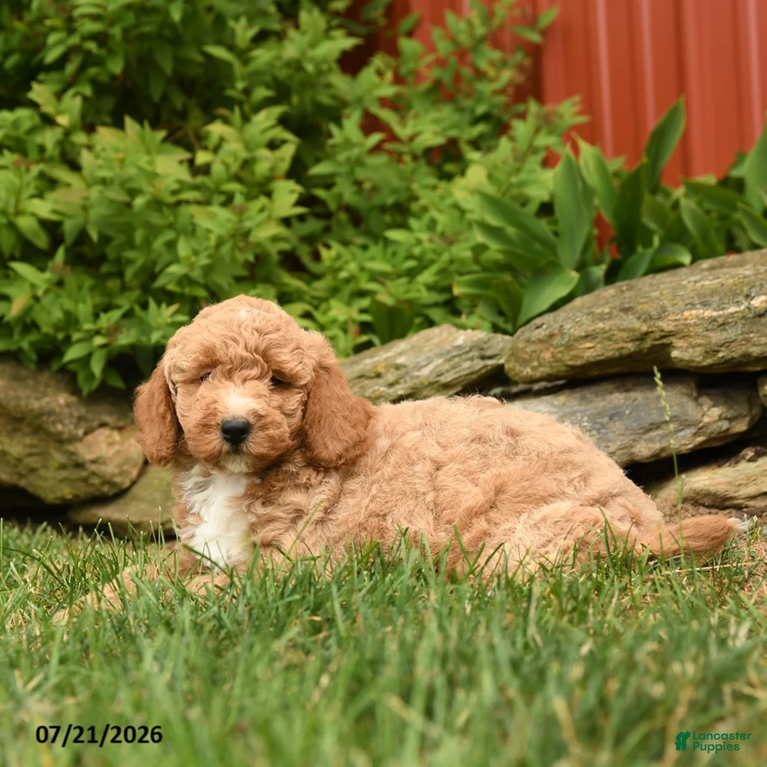 Mini Goldendoodle dogs for sale: Quincy  - Ad 3