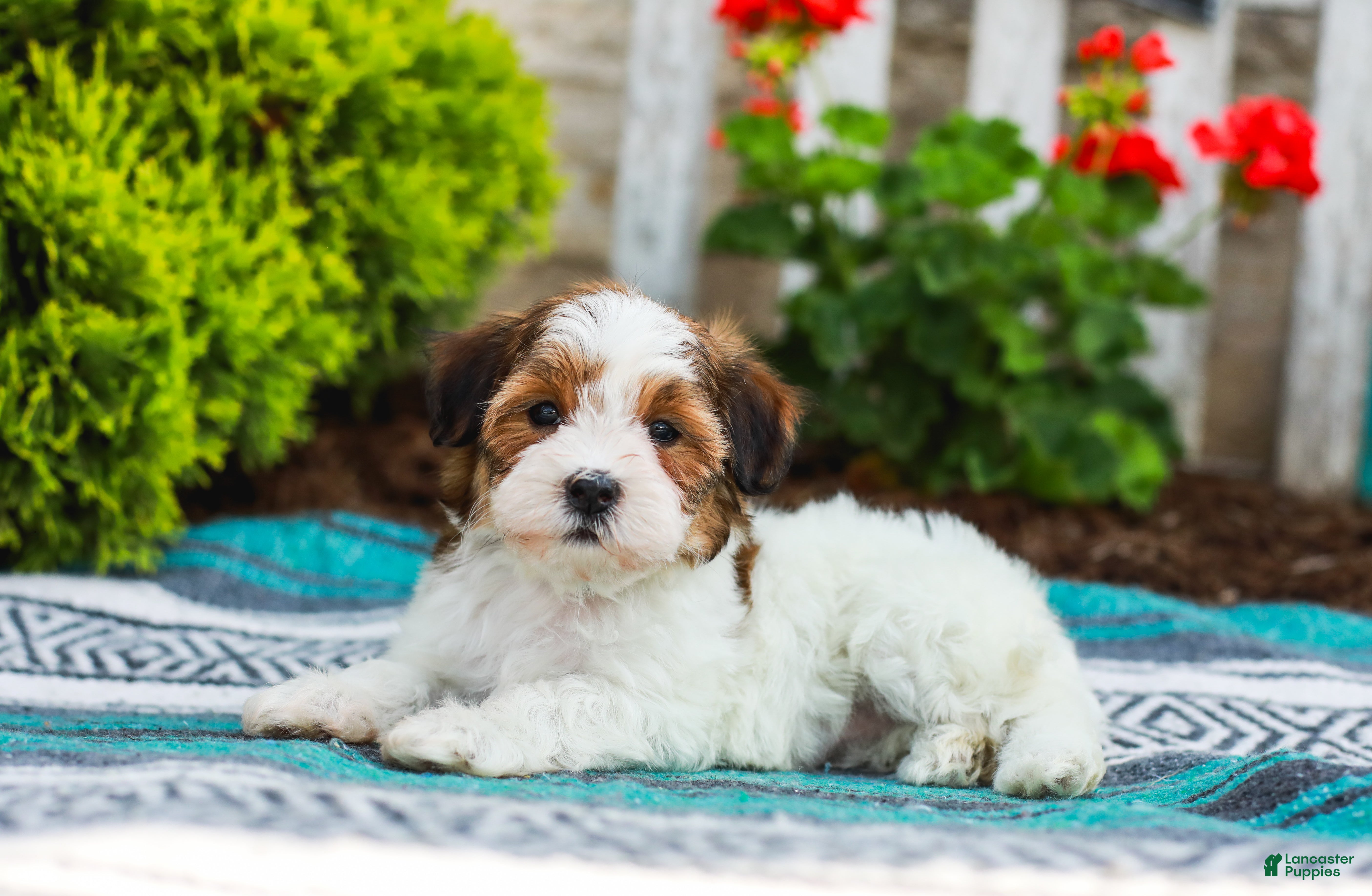 Havapoo dogs Wanda (Raised in Home, Crate Trained, & Potty Training!) - Ad 2