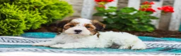 Havapoo dogs for sale: Wanda (Raised in Home, Crate Trained, & Potty Training!) - Ad 2
