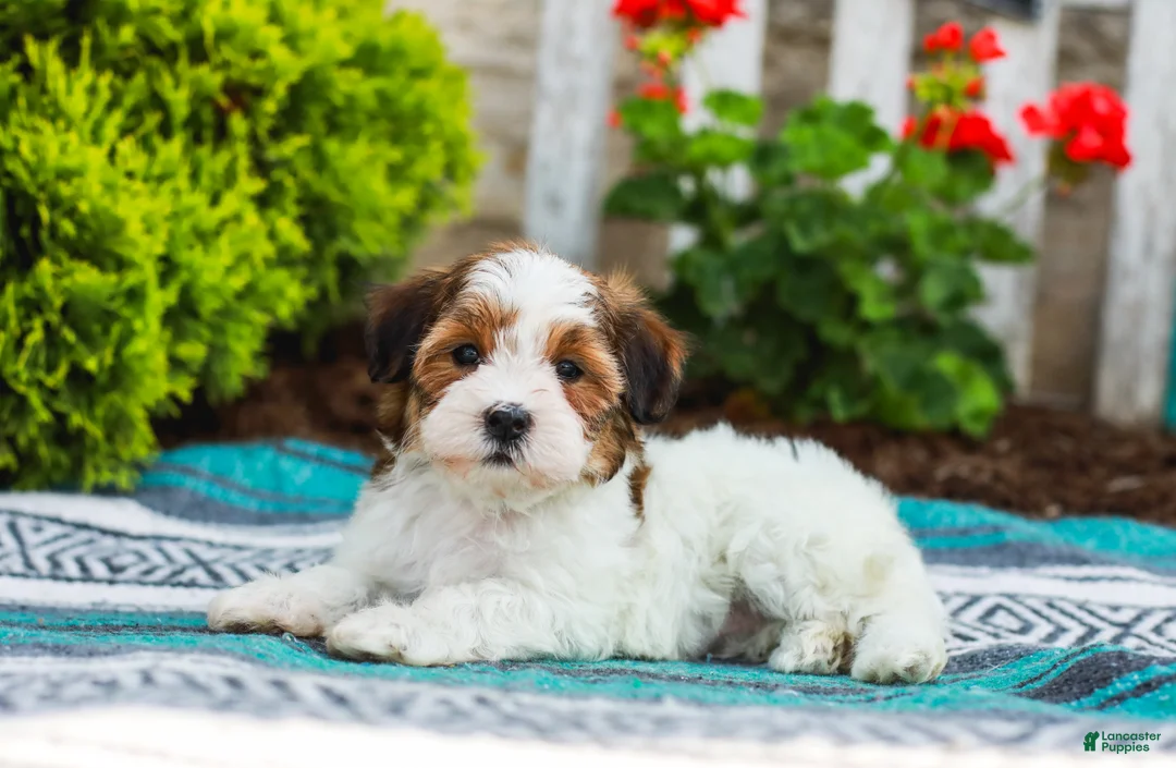 Havapoo dogs for sale: Wanda (Raised in Home, Crate Trained, & Potty Training!) - Ad 2