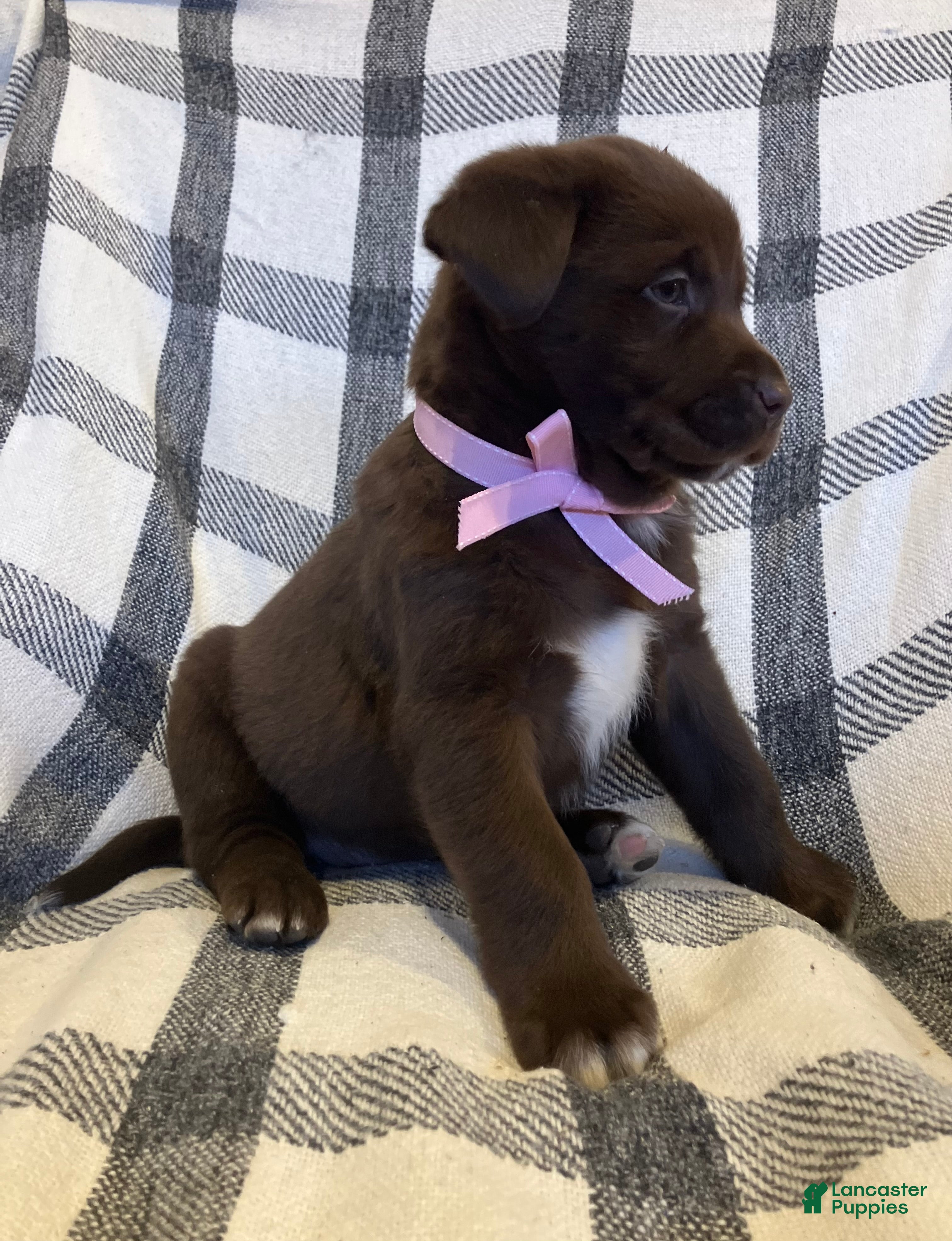 Mixed Breed dogs Allie - Ad 42