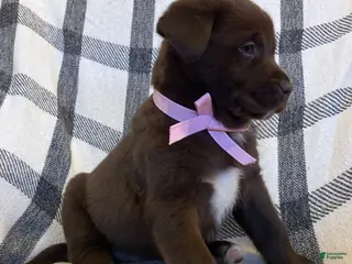 Mixed Breed dogs Allie - Ad 42