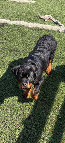 Rottweiler dogs Black Collar - Ad 1