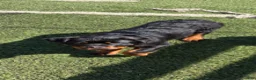 Rottweiler dogs for sale: Black Collar - Ad 1