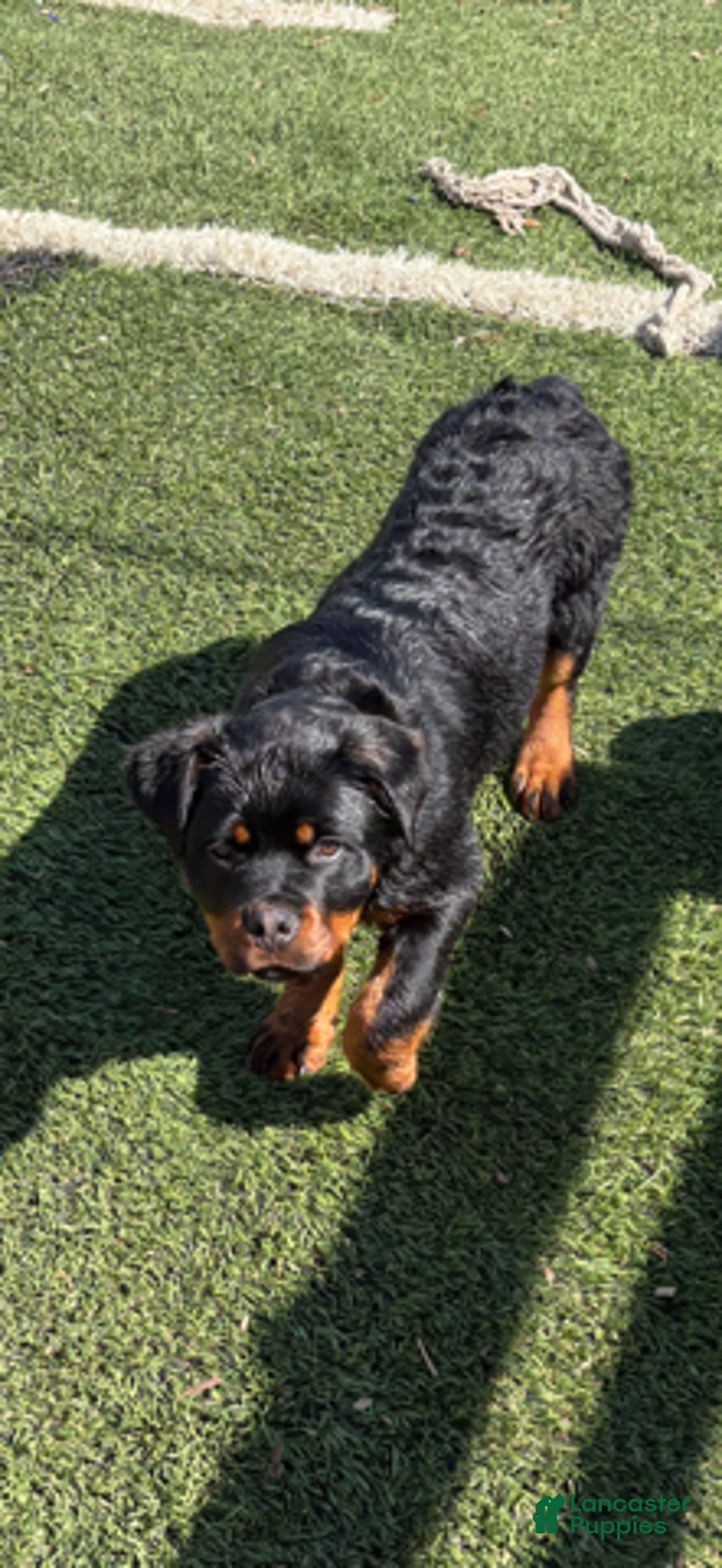 Rottweiler dogs for sale: Black Collar - Ad 1